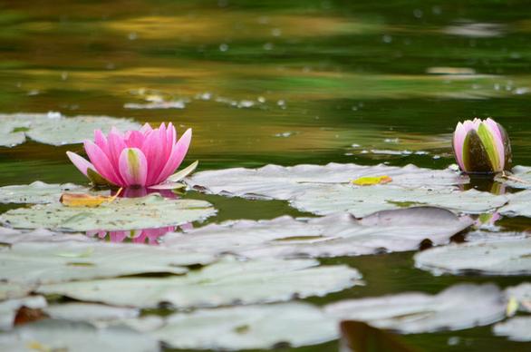 water lilies at monets garden