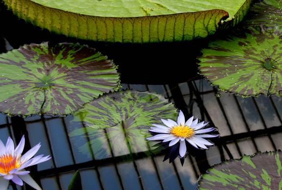 water lilies kew gardens