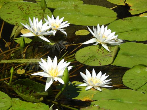 water lilies molokai