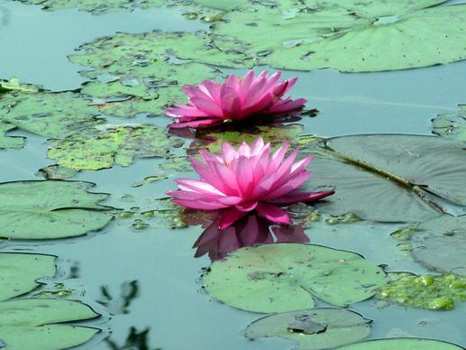 water lilies stonecrop gardens