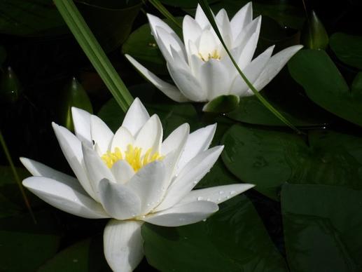 water lilies white blade