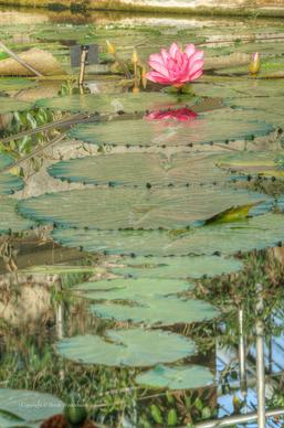 water lily and pads