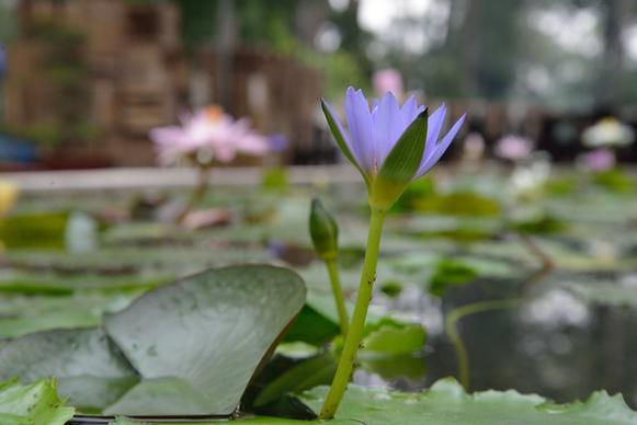water lily in a park in saigon