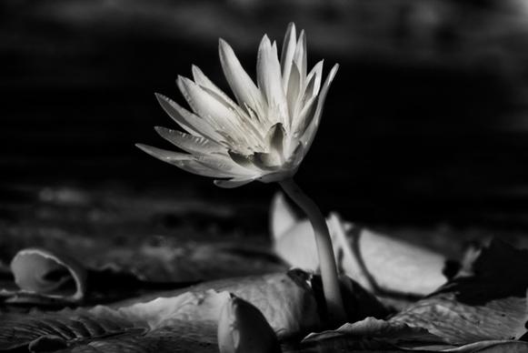 water lily in ir 1
