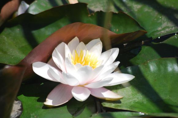 water lily ltrp 6 8 11 2