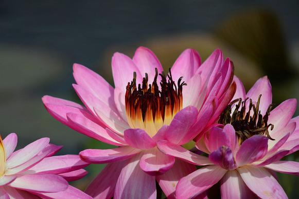 water lily nybg