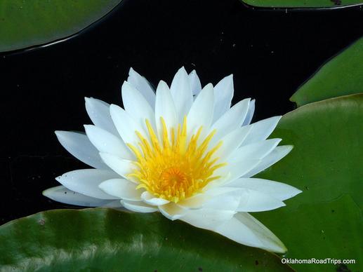 water lily on caddo lake