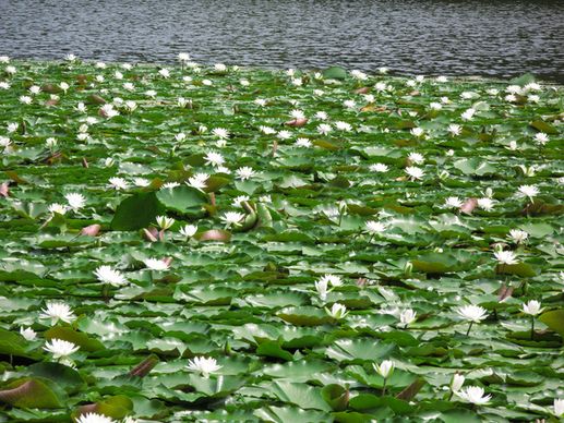 water lily pond 