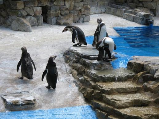 water penguin penguins
