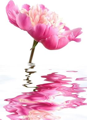 water pink flowers stock photo