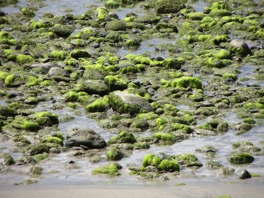 water stones seaweed