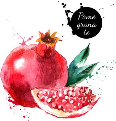 watercolor drawn pamegranate vector