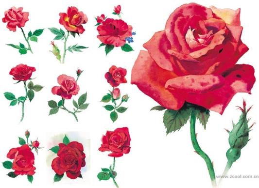 watercolor style roses highdefinition picture red rose 10p
