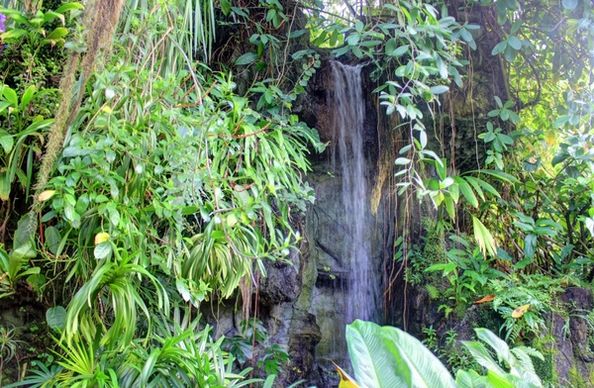 waterfall in the climatron in st louis missouri