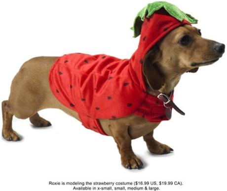 wear strawberry installed puppy hd picture
