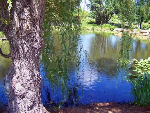 weeping willow pond