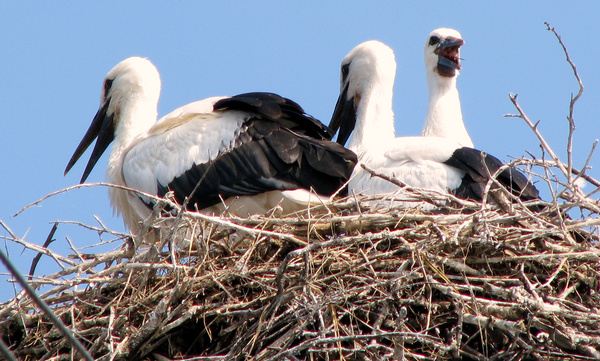 well stocked nest