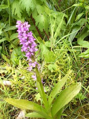 western marsh knabenkraut orchid german
