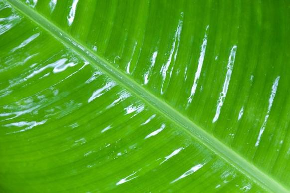 wet leaf detail