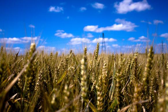 wheat field e x p l o r e d