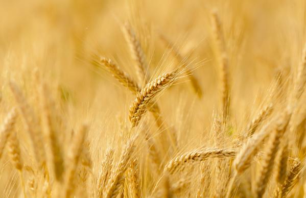 wheat field picture elegant golden 