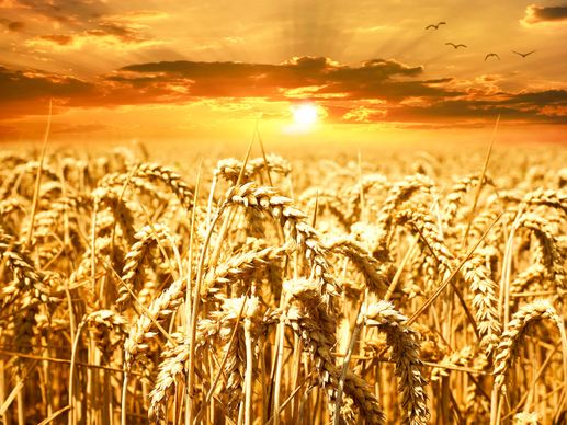 wheat field scene picture calm contrast