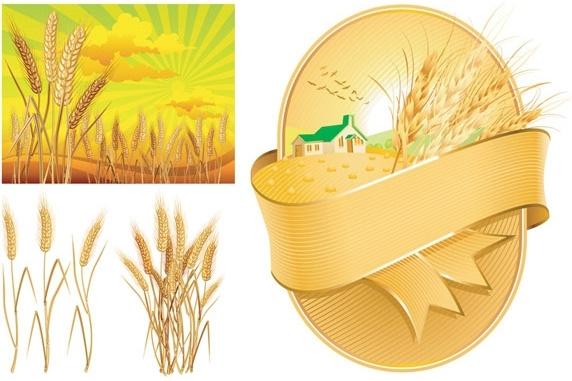 wheat theme vector