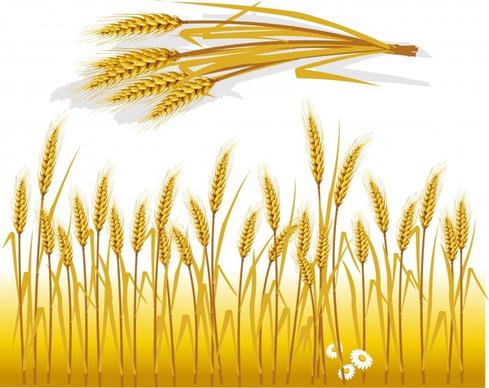 wheat background classical yellow decor