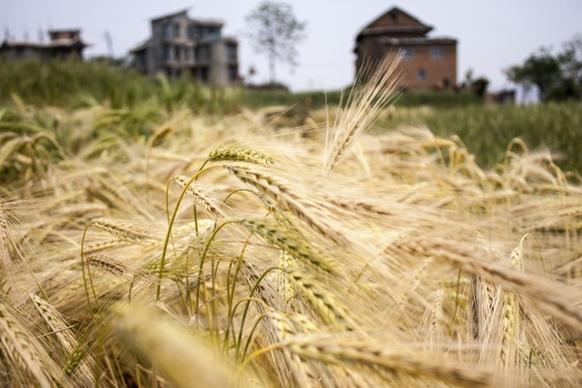 wheat wheat field field