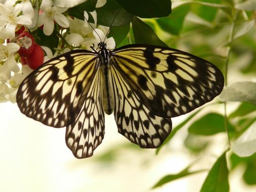 white baumnymphe butterfly idea leuconoe