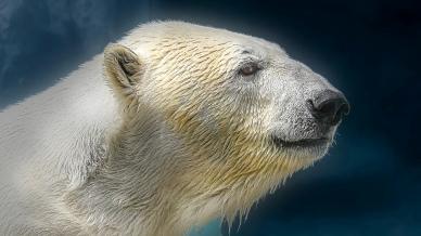 white bear backdrop picture cute elegant closeup face