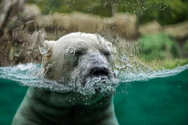 white bear elegant dynamic face water closeup