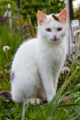 white cat sitting