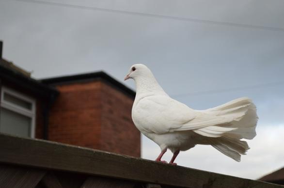 white dove animals