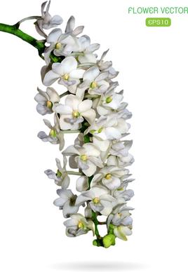 white flower branches vector