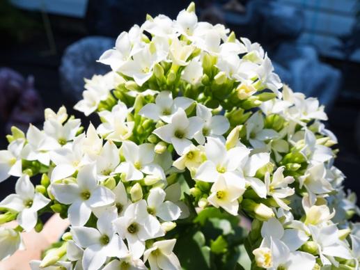 white flowers 4