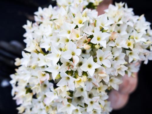 white flowers 5