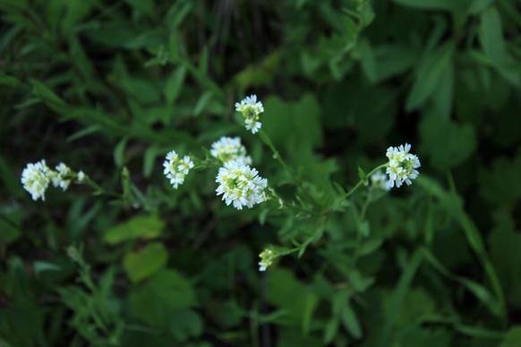 white flowers at kinnickinnic state park wisconsin