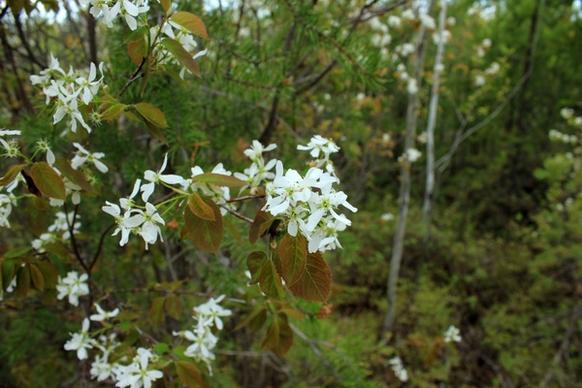 white flowers at lake nipigon ontario canada