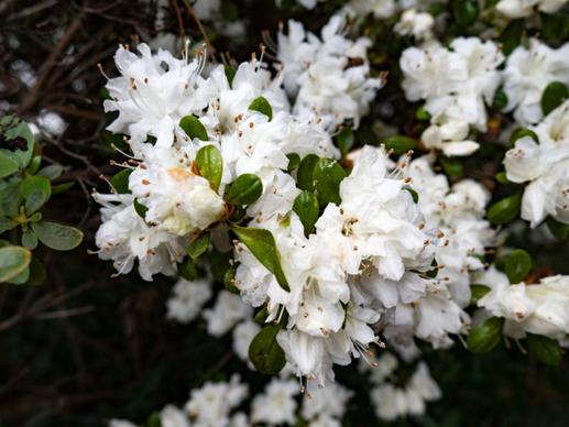 white flowers on bush