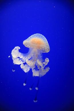 white jellyfish 2