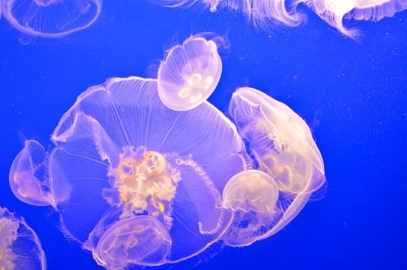 white jellyfish 3