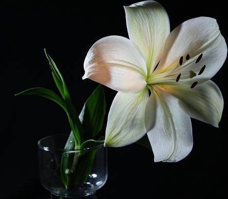 white lily flower flora