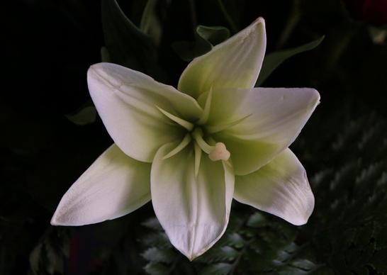 white lily flower fragrant