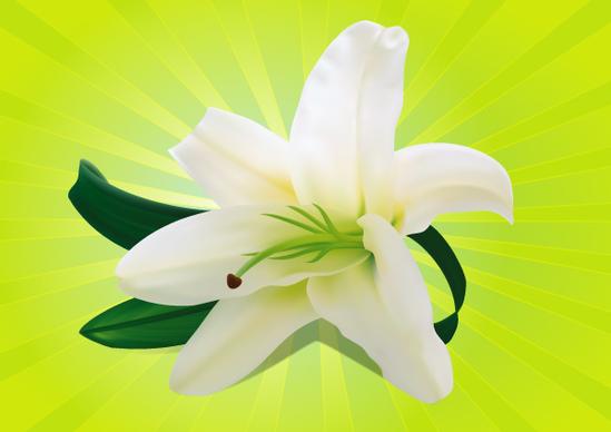 white orchid vector graphic
