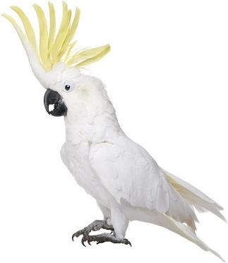 white parrot picture 2