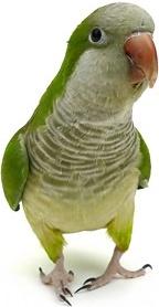 white parrot picture 3