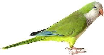 white parrot picture 4