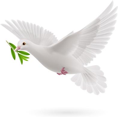 white pigeon realistic vector design