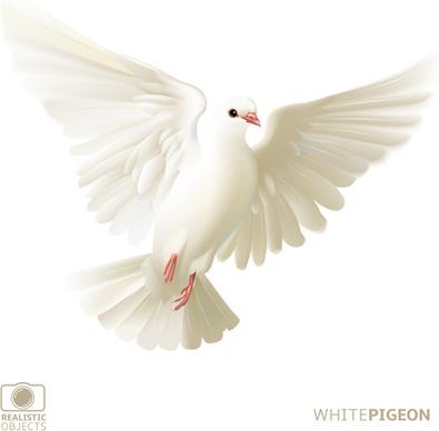 white pigeon realistic vector design